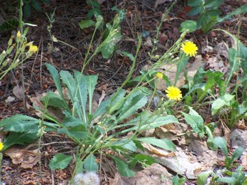 2 specie o 2 sottospecie di Hypochoeris radicata